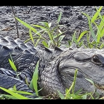 Wind Walker Airboat Charters - An amazing close up gator captured! - Boat Tours Near Me - Cocoa, Florida Wind Walker Airboat Charters - An amazing close up gator captured! - Boat Tours Near Me - Cocoa, Florida