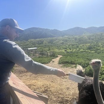 Ostrichland USA - Feeding the birds - Attraction Farms Near Me - Solvang, California Ostrichland USA - Feeding the birds - Attraction Farms Near Me - Solvang, California