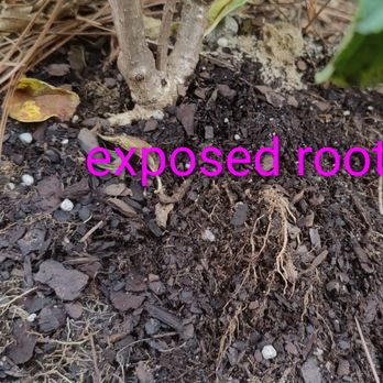 Upscapes Grading & Landscaping - Shrub hole was not deep enough or wide enough so roots are trying to find somewhere to root. - Landscaping Near Me Upscapes Grading & Landscaping - Shrub hole was not deep enough or wide enough so roots are trying to find somewhere to root. - Landscaping Near Me