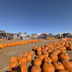 Twin Cities Harvest Festival and Maze