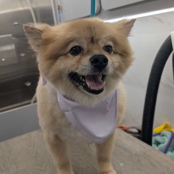 Rooney Groom - After - Pet Groomers Near Me - San Diego, California Rooney Groom - After - Pet Groomers Near Me - San Diego, California