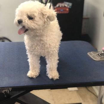 Scruffy n cuddly - Pet Groomers Near Me Scruffy n cuddly - Pet Groomers Near Me