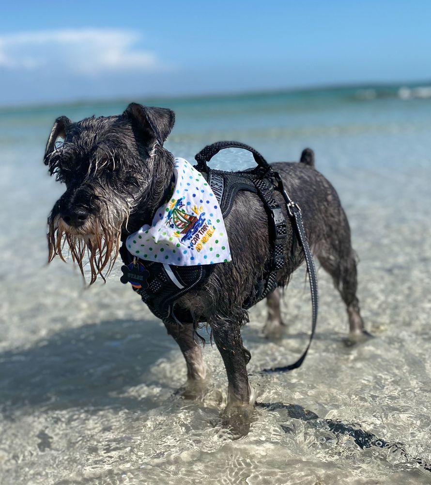 Pawsitively Beachy Logo