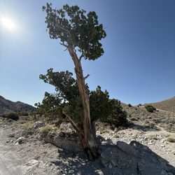Topaz Mountain Adventures - Cool juniper trees on property