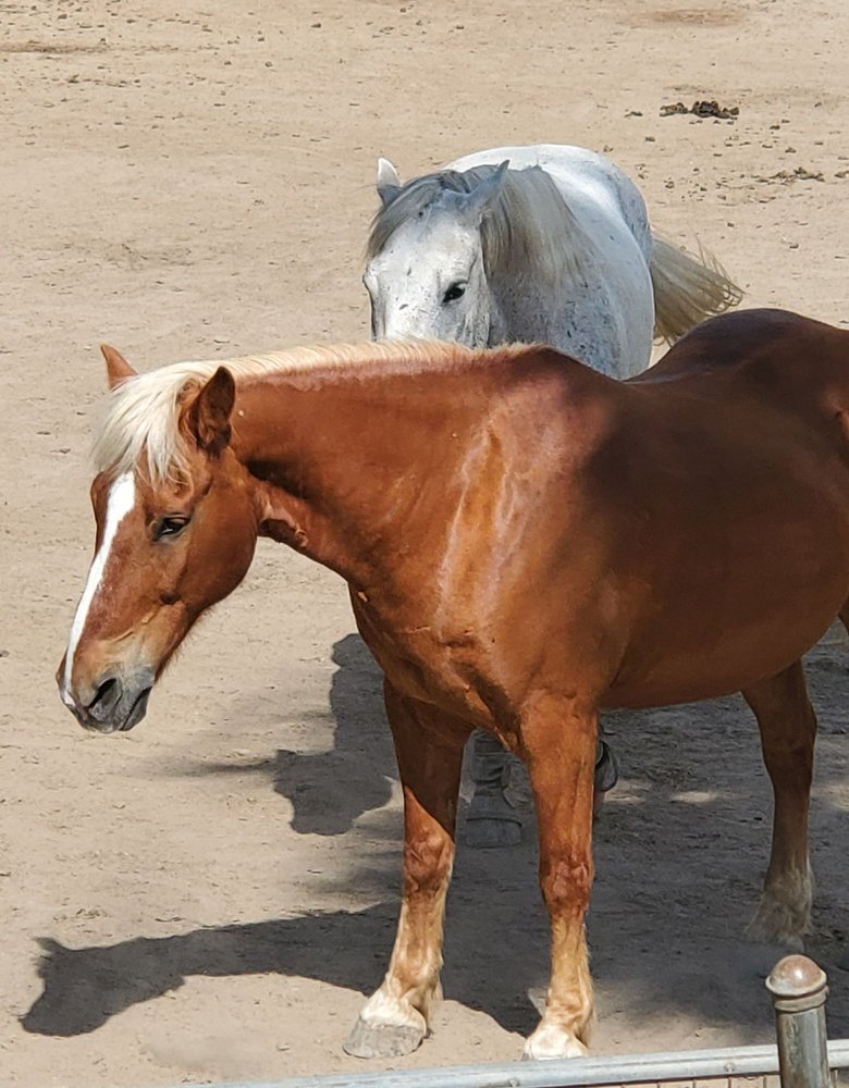LAKEWOOD EQUESTRIAN CENTER Updated May 2024 173 Photos & 126