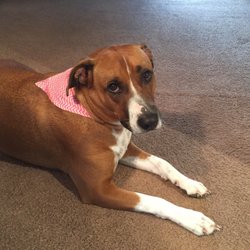 waggin wheels pet grooming