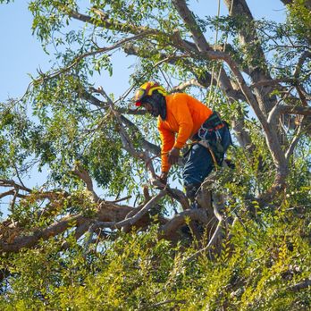 Your Way Tree Service - Trimming Trees - Tree Services Near Me
