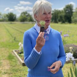 SacTown Bites - Farmer Sherri at Capay Valley Lavender
