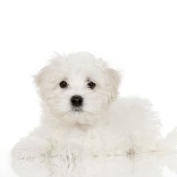 Sara's Little Dogs