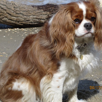 WOW! The Bowwow - Junior is such a wonderful Dog! - Pet Services Near Me - Eldersburg, Maryland WOW! The Bowwow - Junior is such a wonderful Dog! - Pet Services Near Me - Eldersburg, Maryland
