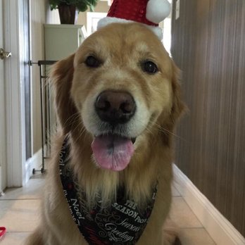 Deborah's Dog Styles - All done! And ready for the holidays - Pet Groomers Near Me - Jacksonville Beach, Florida Deborah's Dog Styles - All done! And ready for the holidays - Pet Groomers Near Me - Jacksonville Beach, Florida