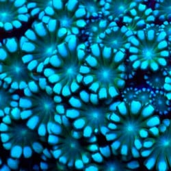 Sea In The City - Star Gazer Alveopora
