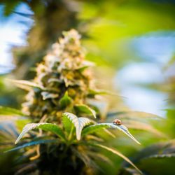 CANOPI Cannabis Dispensaries