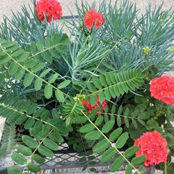 Maeder Plant Farm - $50 for 6 plants/flowers.