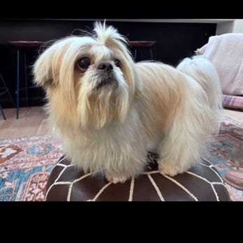 Jersey City Paws - Pet Groomers Near Me - Jersey City, New Jersey