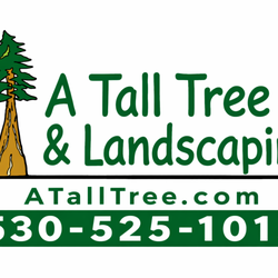 A Tall Tree Service