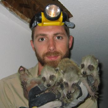 Springfield Wildlife Removal - Wildlife Control Near Me
