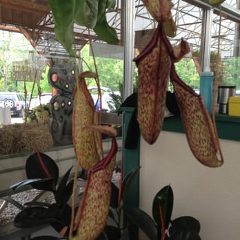 Bedner's Farm Market - Carnivorous pitcher plant! Who doesn't need one? - Farmers Market Near Me - Pittsburgh, Pennsylvania