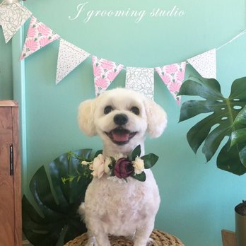 J Grooming Studio - My Appa-girl beautified! Thank you Jin - Pet Groomers Near Me - Ewa Beach, Hawaii