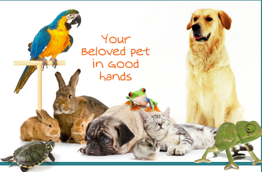 All Birds Cats Dogs & Exotics Animal Clinic Image