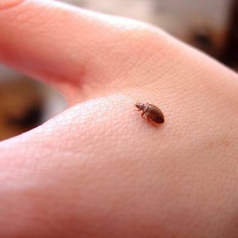 Insect Invader Pest Control - Pest Control Near Me - Phoenix, Arizona Insect Invader Pest Control - Pest Control Near Me - Phoenix, Arizona