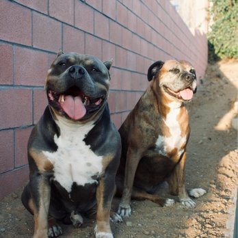 Top Dog Pet Store - My American Bully & my Boxer - Pet Stores Near Me - La Mirada, California Top Dog Pet Store - My American Bully & my Boxer - Pet Stores Near Me - La Mirada, California