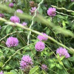 Finger Lakes RV Resort - Clover is blooming in the fields.