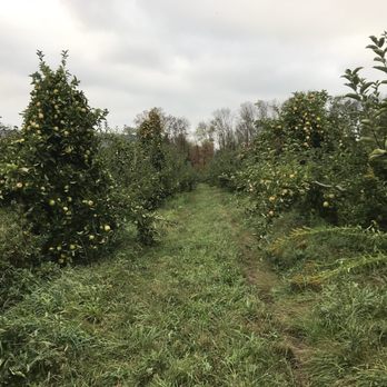 Tree Licious Orchards - an apple orchard - Fruits & Veggies Near Me - Port Murray, New Jersey