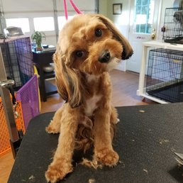 Dallas's new cut