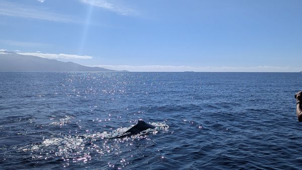 Pacific Whale Foundation by null