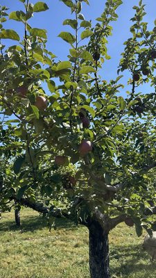 Twin Star Orchards by null