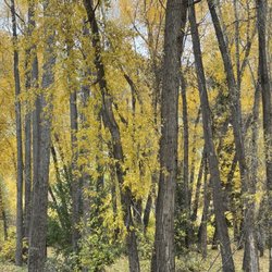 San Juan Scenic Jeep Tours - Aspen forest
