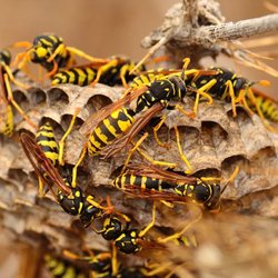 Ryon's Pest Solutions - Wood Repair