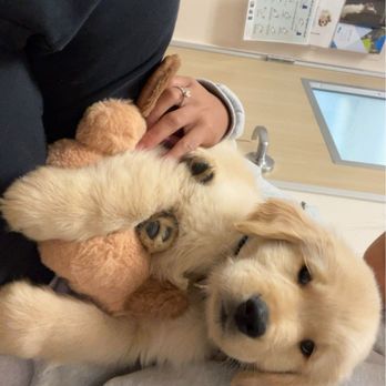 Golden Retriever Buddies - Pet Adoption Near Me Golden Retriever Buddies - Pet Adoption Near Me