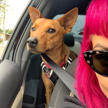 Dogs Without Borders - Ziggy - Community Service/Non-Profit Near Me