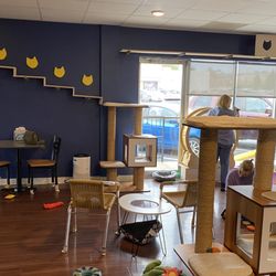 Bertha's Beans Cat Café - Cat play area
