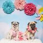 Photo of Animalia by Ti Chu Photography