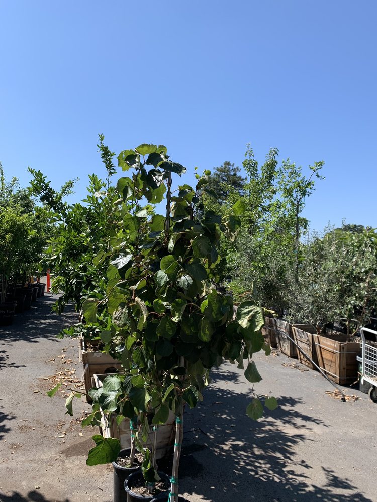 GOD’S LITTLE ACRE NURSERY 54 Photos & 124 Reviews 19810 Almaden Rd