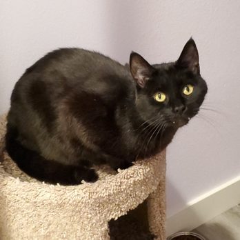Cats Play While You're Away - Pet Boarding Near Me - Vancouver, Washington Cats Play While You're Away - Pet Boarding Near Me - Vancouver, Washington