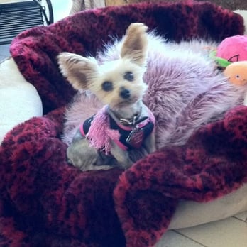 Bark Avenue - Jazzy chillin'. - Pet Groomers Near Me - Cedar Park, Texas