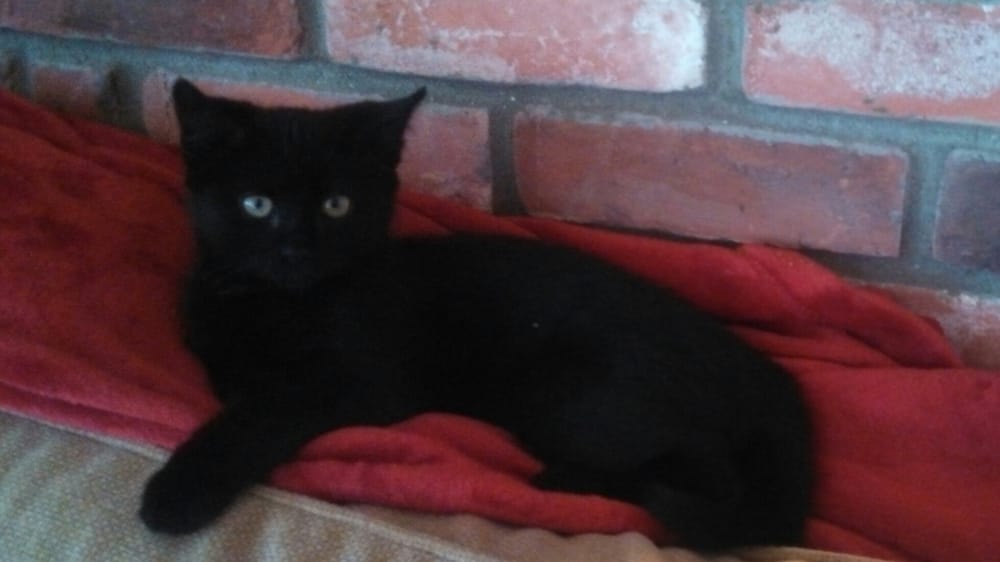 STRATHAMNEWFIELDS VETERINARY HOSPITAL Updated October 2024 18