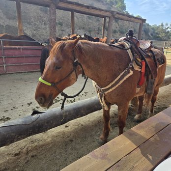 Sunset Ranch Hollywood Stables - Horseback Riding Near Me - Los Angeles, California Sunset Ranch Hollywood Stables - Horseback Riding Near Me - Los Angeles, California