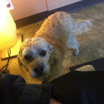 Blue Jay Day Spa - Summer. Ling's sweet and friendly dog. - Massage Near Me - Blue Jay, California