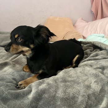 Animal Salon - Pet Groomers Near Me - San Diego, California Animal Salon - Pet Groomers Near Me - San Diego, California