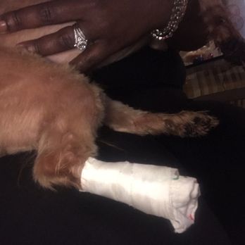 Beauty for your Beast - 2nd dog had to have their paw wrapped for bleeding - Pet Groomers Near Me - Chevy Chase, Maryland