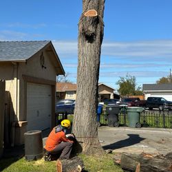 Discovery Tree Care