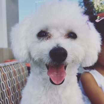 Ann's Pet Grooming - All clean and soft! - Pet Groomers Near Me - Brea, California Ann's Pet Grooming - All clean and soft! - Pet Groomers Near Me - Brea, California