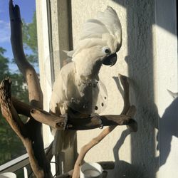 Central Florida Parrot Sanctuary And Parrot Rescue - Kaiko