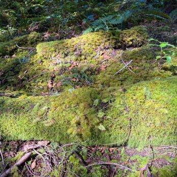 Homesite Creek Campground - Moss covered logs - Campgrounds Near Me - Secret Cove, British Columbia Homesite Creek Campground - Moss covered logs - Campgrounds Near Me - Secret Cove, British Columbia