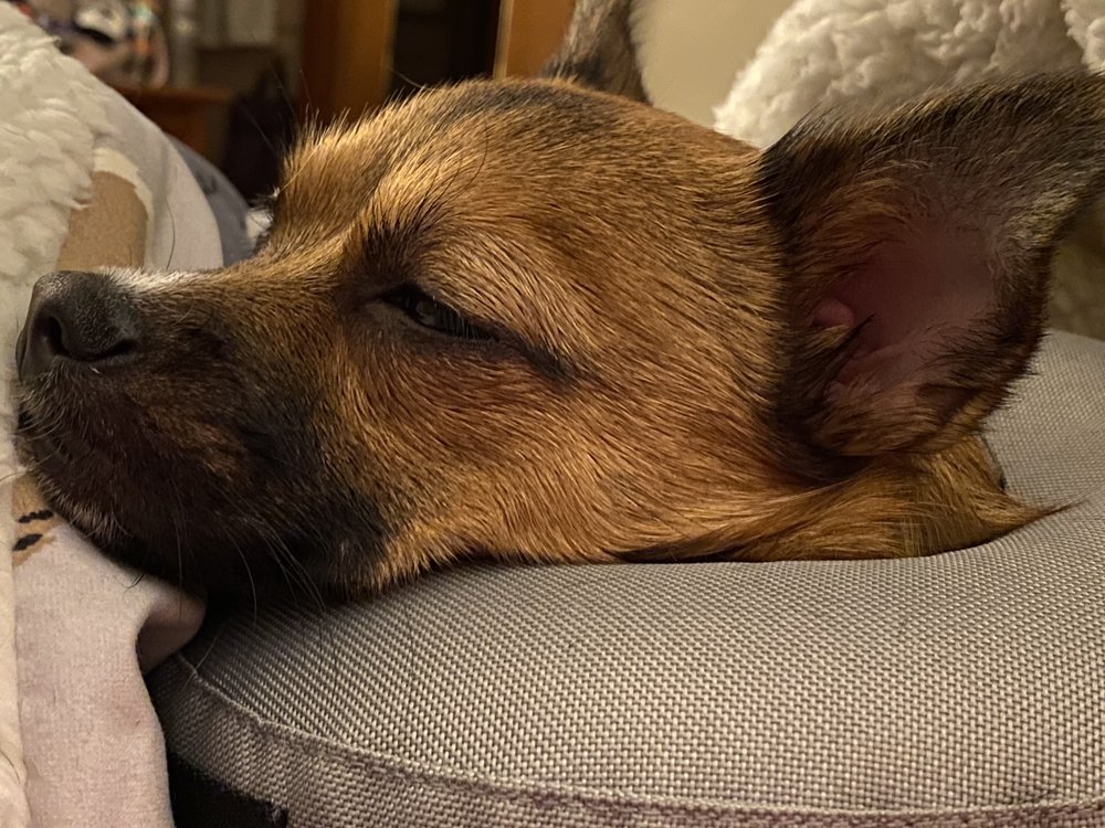 POTTER LEAGUE SPAY & NEUTER CLINIC 18 Reviews 235 Elm St, Warwick